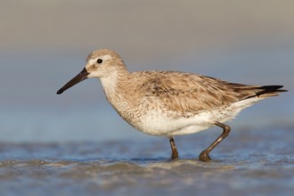 Red Knot (Calidris canutus), Florida, USA