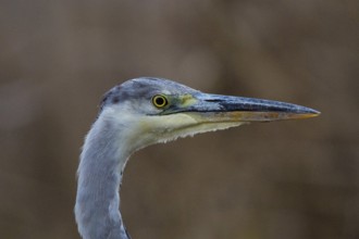 Grey heron (Ardea cinerea) Germany