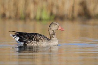 Greylag goose (Anser anser) swimming, North Rhine-Westphalia, Germany