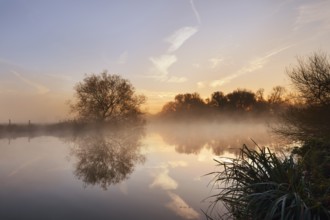 Silver willow (Salix alba) by the river Lippe in the morning mist at sunrise, North