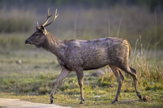 Sambar or horse deer (Cervus unicolor), Corbett National Park, near Ramnagar, Uttarakhand State,