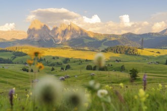 Beautiful mountain landscape at sunset with colourful flower meadow, Alpe di Siusi, Dolomites,