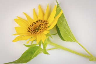 A yellow sunflower (Helianthus annuus) with green leaves on a white background