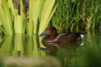 Brown duck in calm water near tall plants, peaceful natural scene, Ferruginous Duck (Aythya