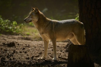 A wolf stands in the dusky forest, surrounded by deep sunlight, Wolf (Canis lupus), Summer, Germany
