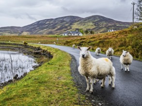 Sheep and farms on Isle of Sky, Scotland, UK