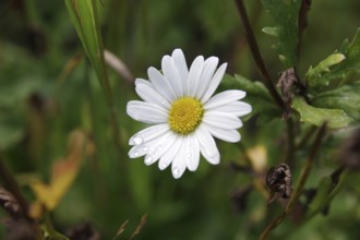 Daisies (Leucanthemum), close-up, flower, raindrops, white, pretty, Germany, The flower of a single
