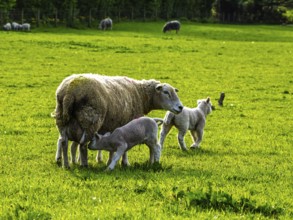Sheep and farm in Lake District National Park, Coniston Water, Cumbria, England, United Kingdom