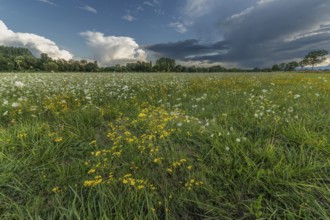 Colourful wildflowers spread across a green meadow on a sunny afternoon. The sky shows contrasting