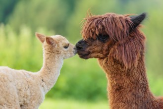 A freshly born white alpaca (Vicugna pacos) stands in front of its brown mother and sniffer on her