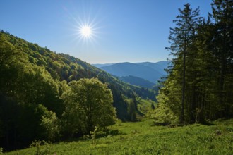 A sunny day in a green mountain landscape, surrounded by tall trees, spring, Schauinsland, Freiburg
