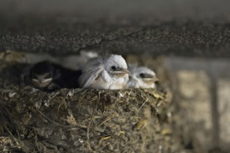 Waiting in the nest... two white barn swallows (Hirundo rustica) with normally coloured siblings in