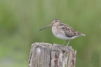 Snipe (Gallinago gallinago), standing on fence post of a pasture, on moorland, snipe birds,