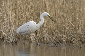 Great white egret (Ardea alba) adult bird in water on the edge of a reedbed with a frog for food in