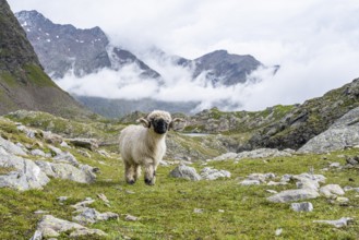 Valais Blacknose sheep (Ovis gmelini aries), high alpine mountain valley, Obere Senner Egete,