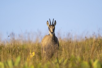 Chamois (Rupicapra rupicapra) on a meadow in the Vosges Mountains, wildlife, France