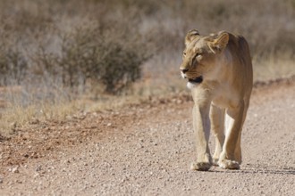 African lion (Panthera leo), lioness, adult female walking on a dirt road, Kgalagadi Transfrontier