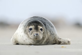 On the beach... Harbour seal (Phoca vitulina) resting in the sand of the North Sea on the Helgoland