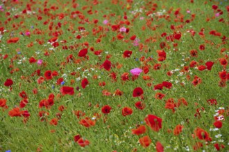Red poppy (Papaver rhoeas), and other wildflowers, summer, Germerode, Geo nature park Park