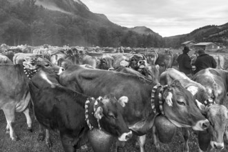 Allgäu cows are collected in the valley for cattle seperation, Hinterstein, Bad Hindelang, Bavaria,