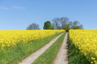 A country lane amidst yellow rapeseed fields, lined with trees and blue sky, near Winnenden,