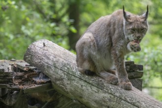 Eurasian lynx (Lynx lynx) licking its paw, wildlife park, Bavaria, Germany