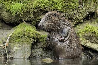 Eurasian beaver, European beaver (Castor fibre), scratching its belly, Switzerland