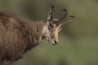 Chamois (Rupicapra rupicapra) during the spring moult. Hohneck, Vosges, Alsace, France