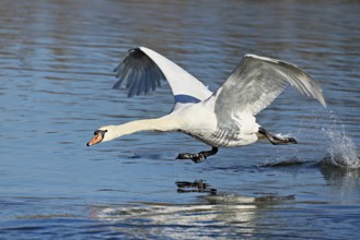 Mute swan (Cygnus olor), on take-off, Flachsee nature reserve, Freiamt, Canton Aargau, Switzerland