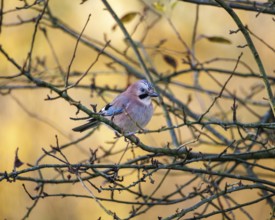 Eurasian jay (Garrulus glandarius), Germany