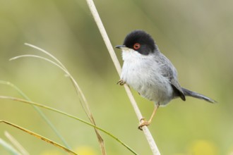 Sardinian Warbler (Sylvia melanocephala) male, Mallorca, Spain