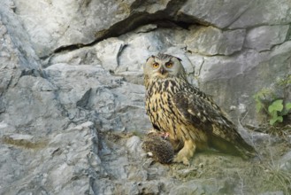Eurasian Eagle-Owl (Bubo bubo) female, North Rhine-Westphalia, Germany