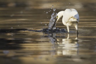 Little Egret (Egretta garzetta), Asturias, Spain