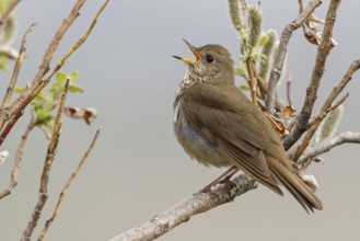 Grey-cheeked Thrush (Catharus minimus) perched on a branch in Nome, Alaska