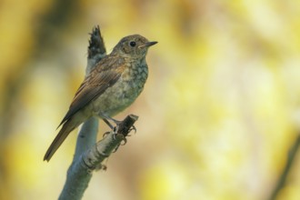 Thrush Nightingale (Luscinia luscinia) juvenile, Danube-Delta, Romania