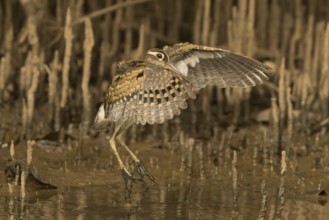 Greater Painted-snipe (Rostratula benghalensis), Gambia