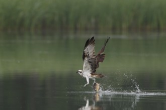 Fischadler; lat. Pandion haliaetus; fliegt mit gefangenem Karpfen dicht über der Gewässeroberfläche