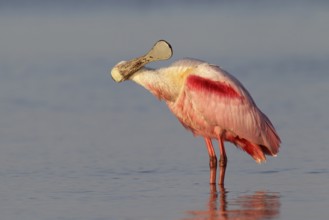 Roseate Spoonbill (Platalea ajaja), Florida, USA
