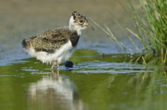 Northern Lapwing (Vanellus vanellus) juvenile, Schleswig-Holstein, Germany