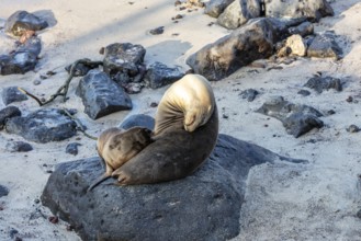 Sea lions (Zalophus wollebaeki), San Cristobal, Galapagos, Ecuador