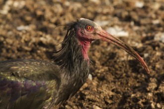 Northern Bald Ibis (Geronticus eremita) foraging, Morocco