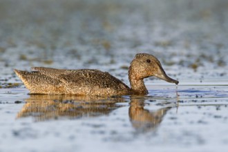 Freckled Duck (Stictonetta naevosa), Victoria, Australia