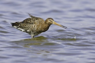 Black-tailed Godwit (Limosa limosa), Iceland