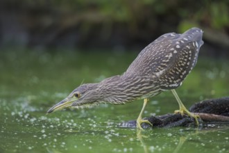Nachtreiher, Nycticorax nycticorax Night Heron, Nycticorax nycticorax