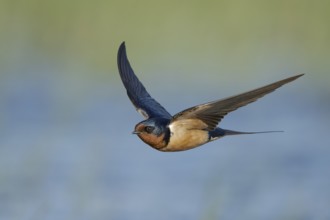 Barn Swallow (Hirundo rustica) flying, Texas, USA