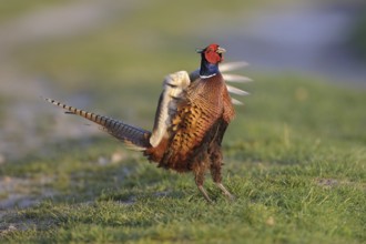 Common Pheasant (Phasianus colchicus) male mating, Lower Saxony, Germany