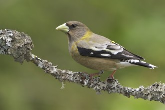 Evening Grosbeak (Hesperiphona vespertina) female, British Columbia, Canada