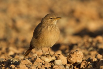 Desert Lark (Ammomanes deserti), Morocco