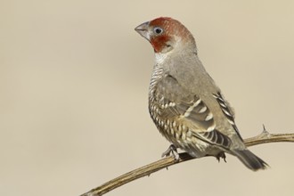 Red-headed Finch (Amadina erythrocephala), Northern Cape, Kgalagadi Transfrontier Park, South