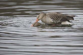 Greylag Goose (Anser anser) pair mating, Texel, Netherlands